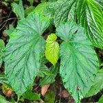 Begonia formosana Leaf