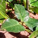 Vigna unguiculata Leaf