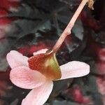 Begonia rex Kvet