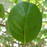 Chrysobalanus icaco Feuille
