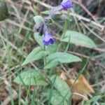 Pulmonaria longifoliaFlower