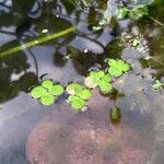 Spirodela polyrhiza Folha