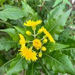 Sonchus canariensis Blüte