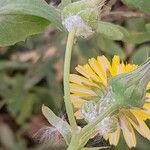 Sonchus tenerrimus Beste bat