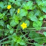 Lysimachia nemorum Blüte