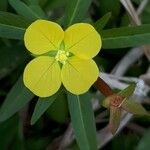 Ludwigia alternifolia Flower