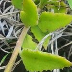 Kalanchoe citrina Folha