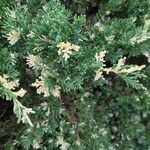 Juniperus horizontalis 叶