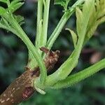 Jacaranda mimosifolia Blad