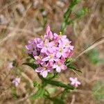 Centaurium erythraea ফুল