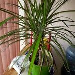 Dracaena reflexaЛист