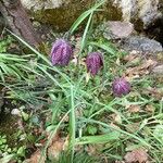 Fritillaria meleagrisFlors