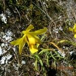 Spathoglottis ixioides Кветка