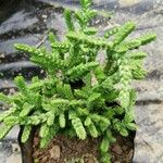 Crassula tillaea Leaf