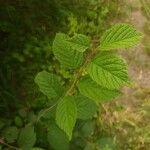 Prunus tomentosa Blatt