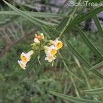 Freylinia lanceolata Flor