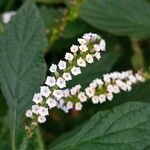 Heliotropium indicum Blüte