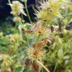 Sideritis montana Leaf