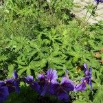 Geranium ibericum Habitatea