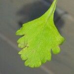 Teucrium lucidum Leaf