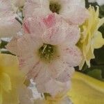 Kalanchoe blossfeldiana फूल