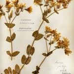 Blackstonia grandiflora অভ্যাস