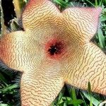 Stapelia gigantea 花