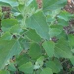 Chenopodium albumYaprak