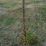 Digitalis lanata Blad