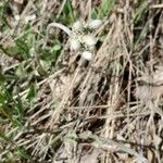 Antennaria neglecta Blatt