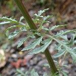 Scrophularia canina Habitus