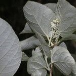 Croton yucatanensis Hoja