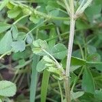 Medicago monantha خشب