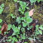 Antennaria plantaginifolia পাতা