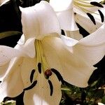 Lilium regale Kvet