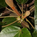 Ochroma pyramidale Fruit