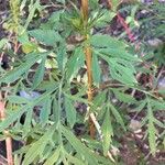 Bidens subalternans Leaf