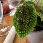 Pilea involucrata Ліст