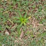 Eryngium agavifolium ഇല