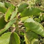 Kalanchoe densiflora Leaf