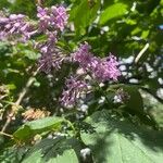 Syringa josikaea Flower