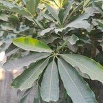 Alstonia scholaris Leaf