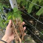 Anadenanthera peregrina