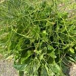 Limonium carolinianum Лист
