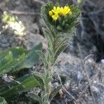 Neatostema apulum Hoja