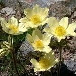 Anemone alpina Bloem