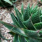 Aristaloe aristata cv. 'Cosmo' Tervik taim