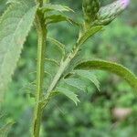 Serratula tinctoria Fuelha
