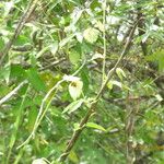 Dalechampia scandens Blomst