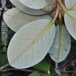 Rhododendron maddenii Leaf